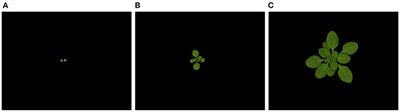Leaf Segmentation and Tracking in Arabidopsis thaliana Combined to an Organ-Scale Plant Model for Genotypic Differentiation